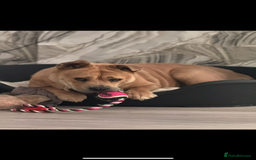 Mixed Breed dogs for sale: English Bulldog x Chow Chow - Image 3