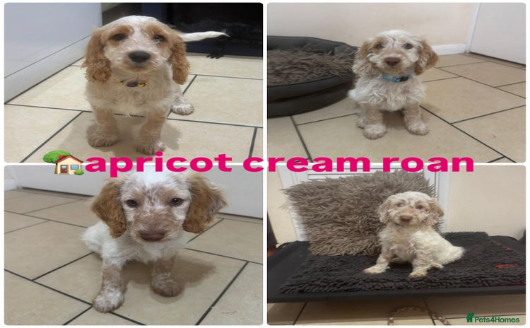 Cockapoo dogs - Advert 13