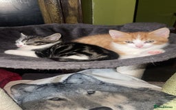 Domestic Shorthair cats for sale: 4 beautiful fluffy kitten ready to go  - Image 4