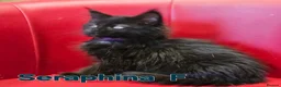 Maine Coon cats for sale: TICA Registered Maine Coon Kittens –  Ready Now!  in Northampton - Advert 3