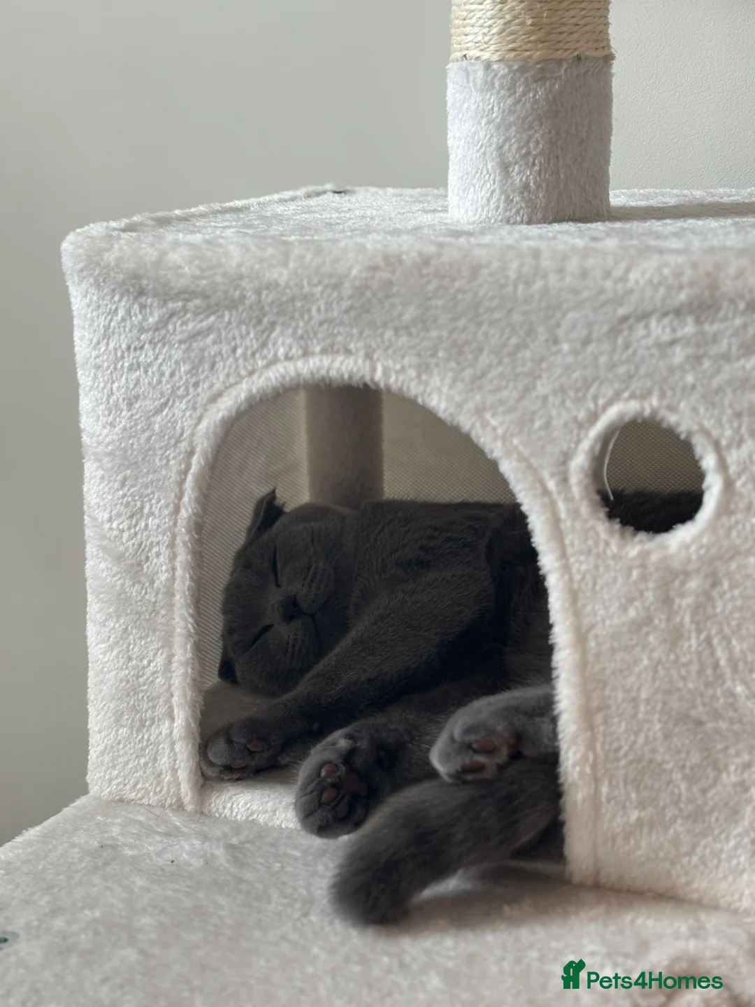 Scottish Fold cats for stud: Scottish fold champion available for stud - Advert 13