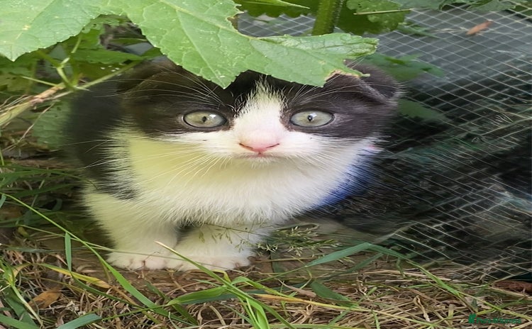Scottish Fold cats - Advert 16