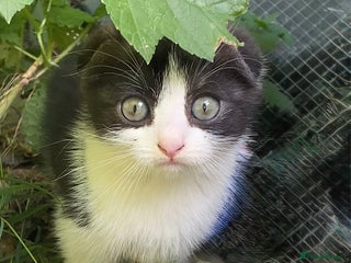 Scottish Fold cats - Advert 17