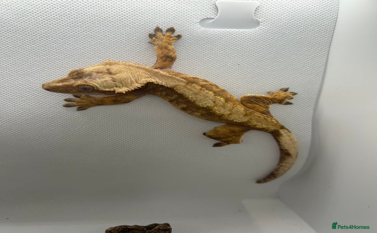 Gecko reptiles - Advert 8