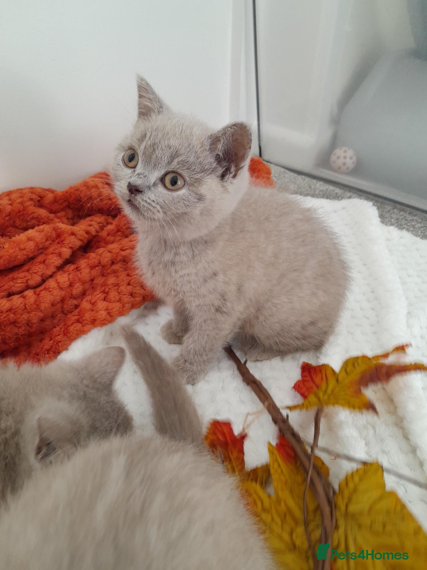British Shorthair cats GCCF British Shorthair Kittens – Blue & Lilac - Advert 2