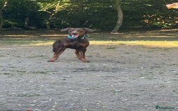Dobermann dogs for stud: Doberman red&rust stud - Image 3