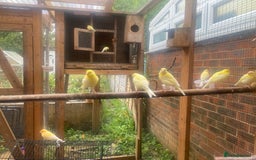 Canaries birds for sale: Canaries (mixed) - Image 2