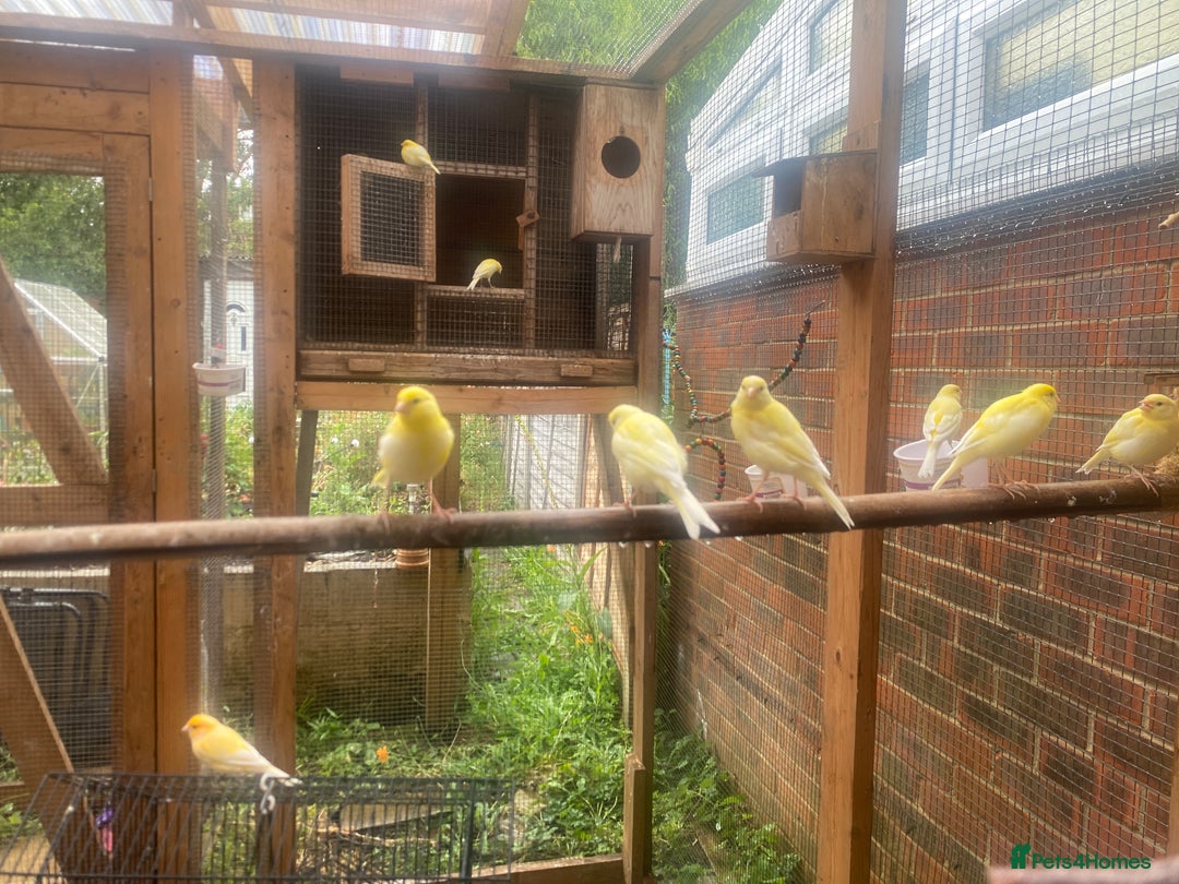 Canaries birds for sale: Canaries (mixed) - Image 2