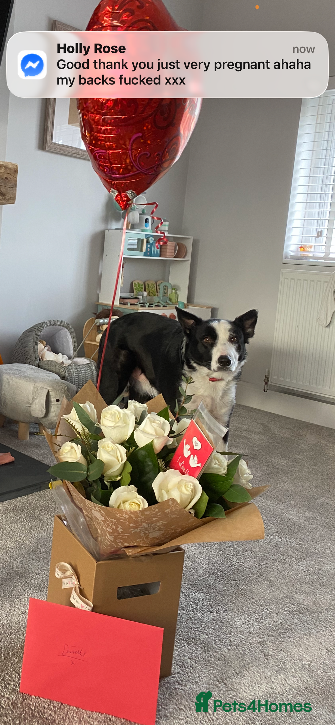 Border Collie dogs for sale: Buddy - Border Collie - Advert 2