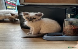 Birman cats for sale: Birman kittens  - Image 7