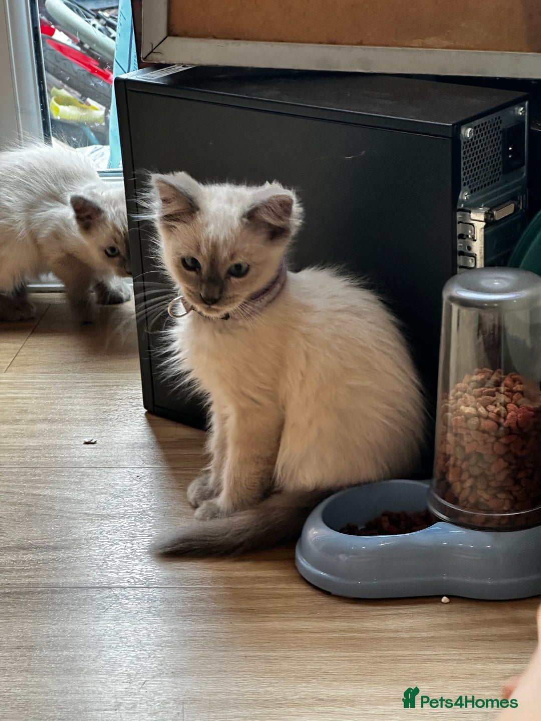 Birman cats for sale: Birman kittens  - Image 7