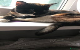 American Shorthair cats for sale: Cat for sale  - Image 4