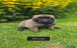 Belgian Shepherd Dog dogs for sale: Elite-line Belgian Malinois Puppies - Image 22