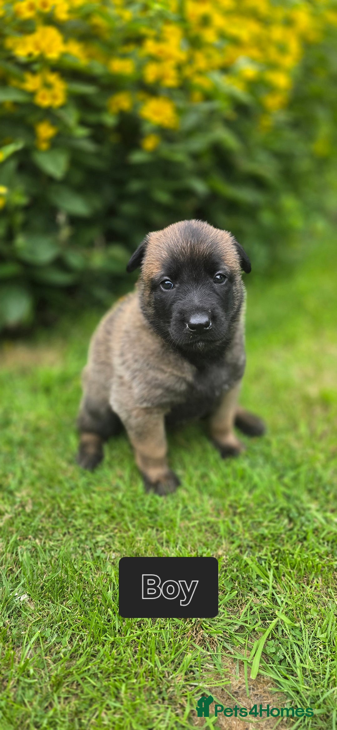 Belgian Shepherd Dog dogs for sale: Elite-line Belgian Malinois Puppies - Image 22