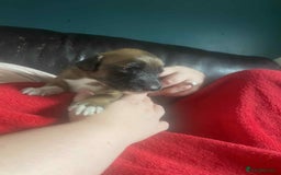 Mixed Breed dogs for sale: 3 tan girls remaining  - Image 21