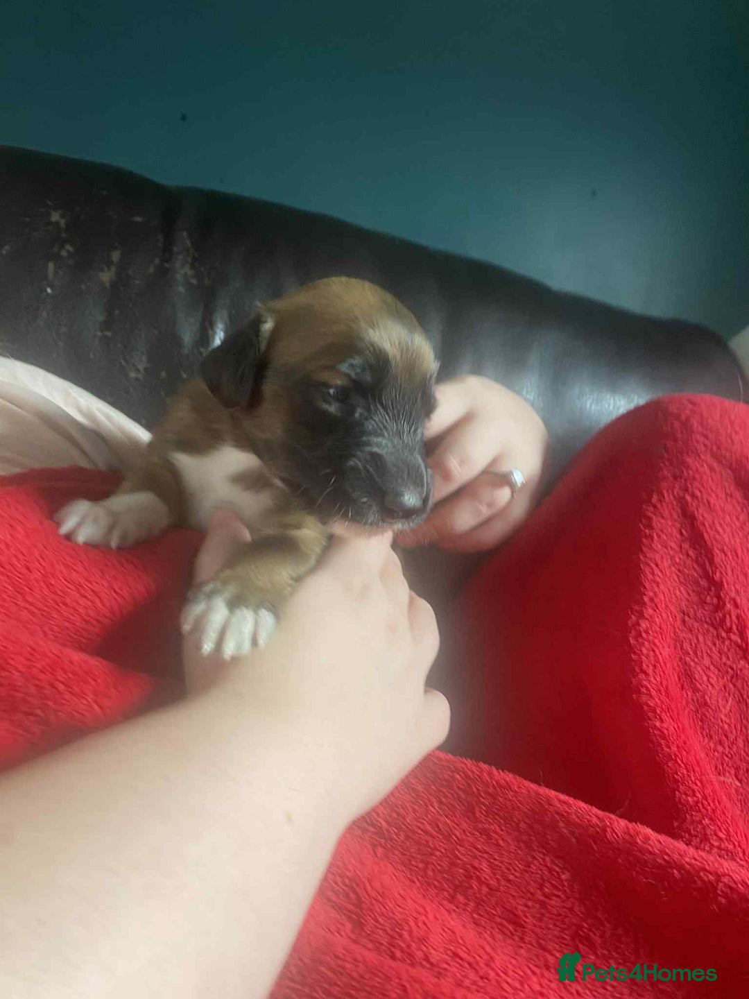 Mixed Breed dogs for sale: 3 tan girls remaining  - Image 21