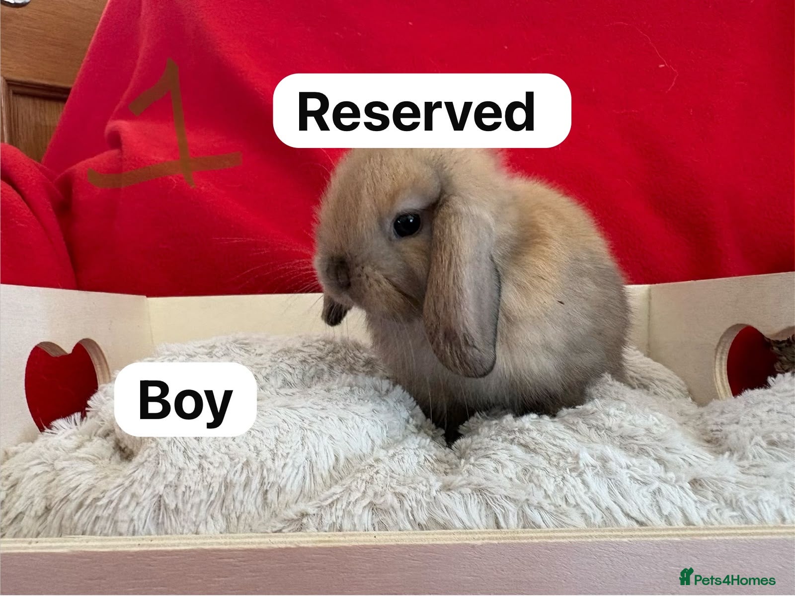 Mini Lop rabbits Gorgeous mini lops for sale  - Advert 14