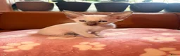 Oriental cats for sale: Beautiful Siamese & Oriental Kittens  - Advert 8
