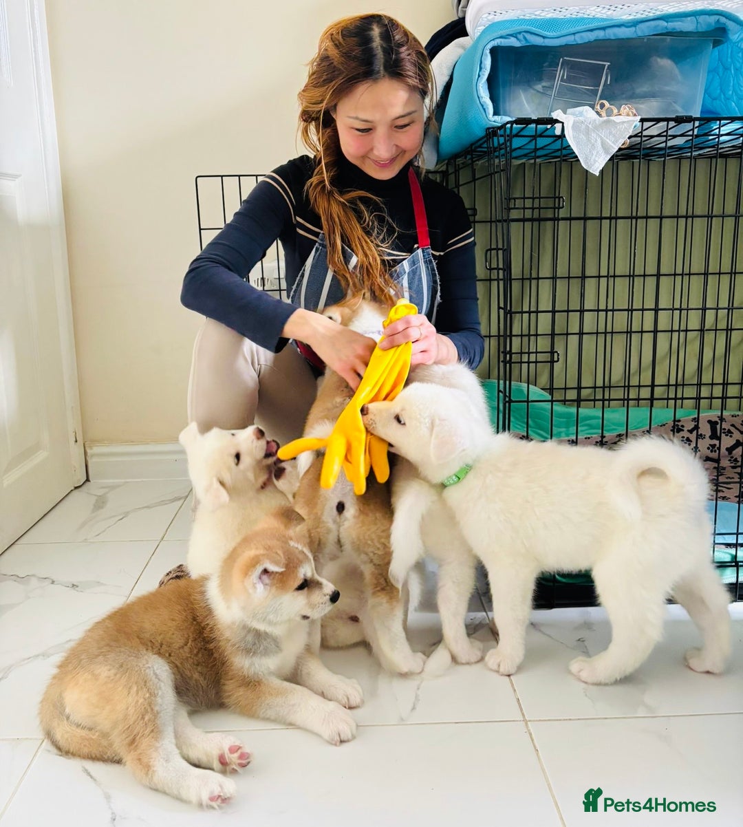 Japanese Akita Inu dogs for sale: Mama & Puppies for good homes 💜 - Advert 8