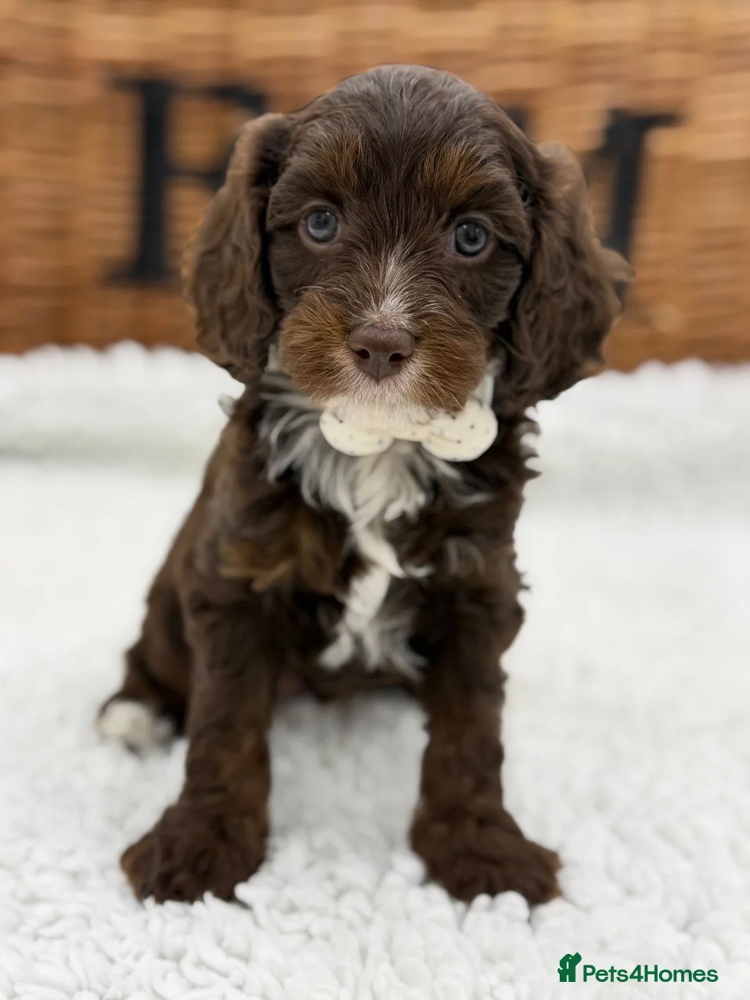 Cavapoo dogs for sale: F1 Health Tested Mini Cavapoos  - Advert 16