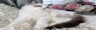 Ragdoll Kitten 3
