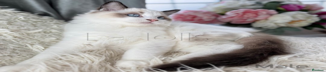 Ragdoll Kitten 3