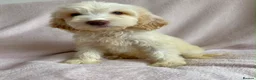 Cockapoo dogs for sale: Cockapoo puppies  - Advert 5