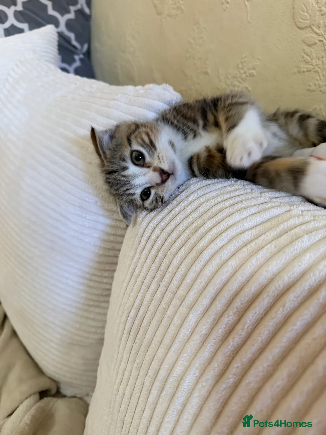 Scottish Fold cats for sale: Scottish fold - Advert 3