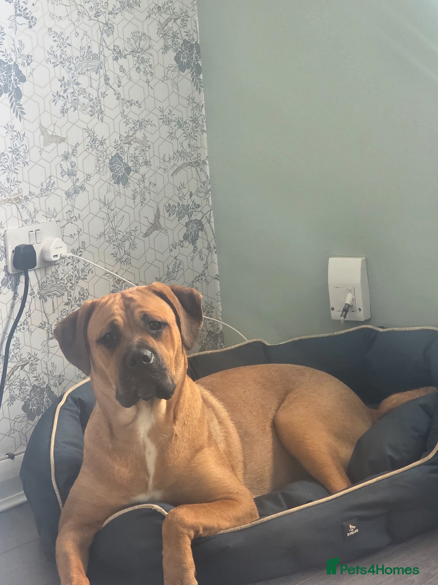 Mixed Breed dogs 8 month old pup  - Advert 8