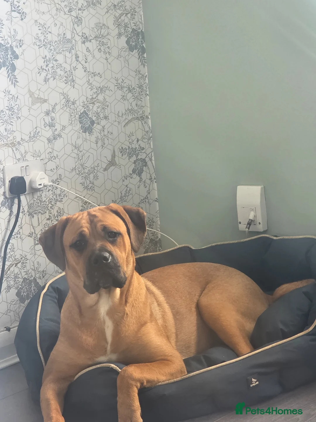 Mixed Breed dogs for sale: 8 month old pup  in Stoke-on-Trent - Advert 1