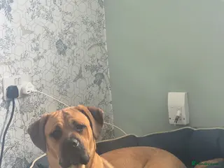 Mixed Breed dogs 8 month old pup - Advert 6