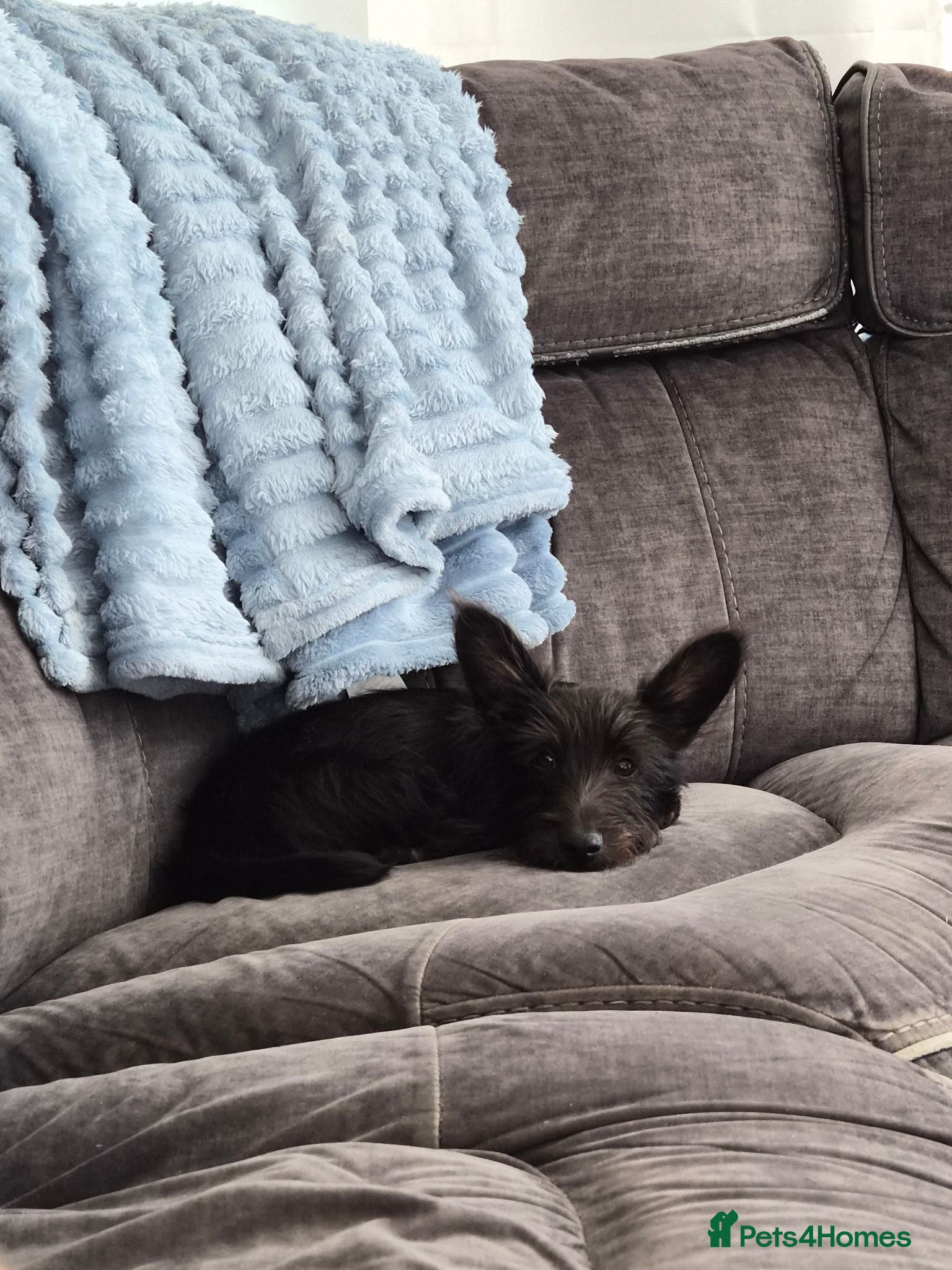 Mixed Breed dogs Juniper (junie) looking to be rehomed - Advert 6