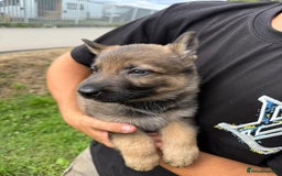 German Shepherd dogs for sale: Germany 🇩🇪 shepherd puppies dogs 🐕 big boned - Image 22