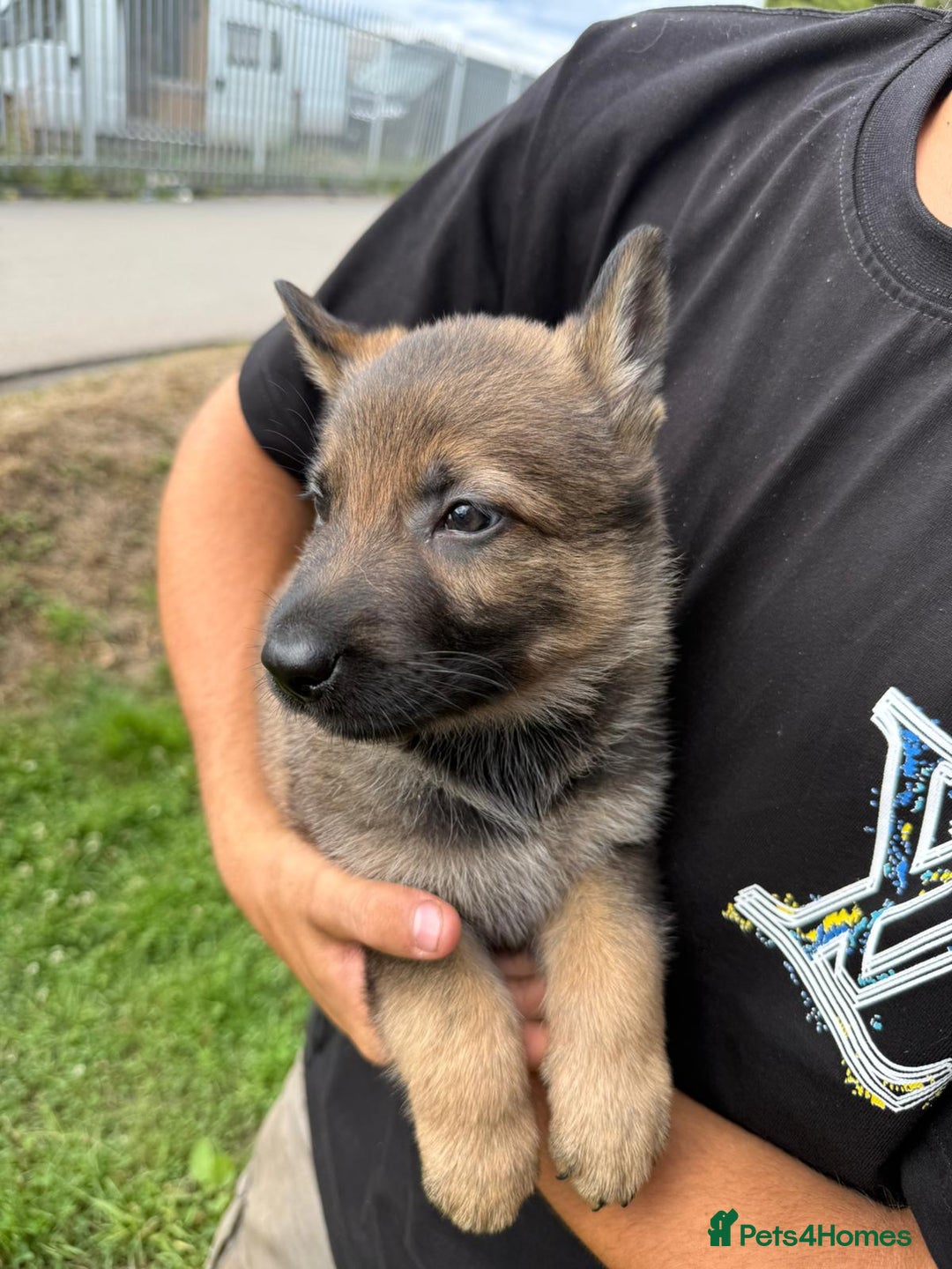 German Shepherd dogs for sale: Germany 🇩🇪 shepherd puppies dogs 🐕 big boned - Image 22