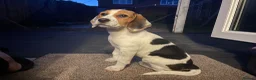 Beagle dogs for sale: Male Beagle Puppy  - Advert 1