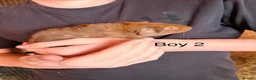 Guinea Pig rodents for sale: 10 week old baby Guinea pigs boys and girls  - Advert 14