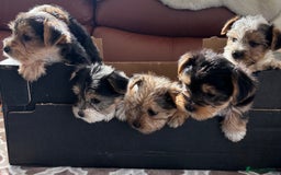 Mixed Breed dogs for sale: Yorkshire terrier/Jack Russell - Image 12