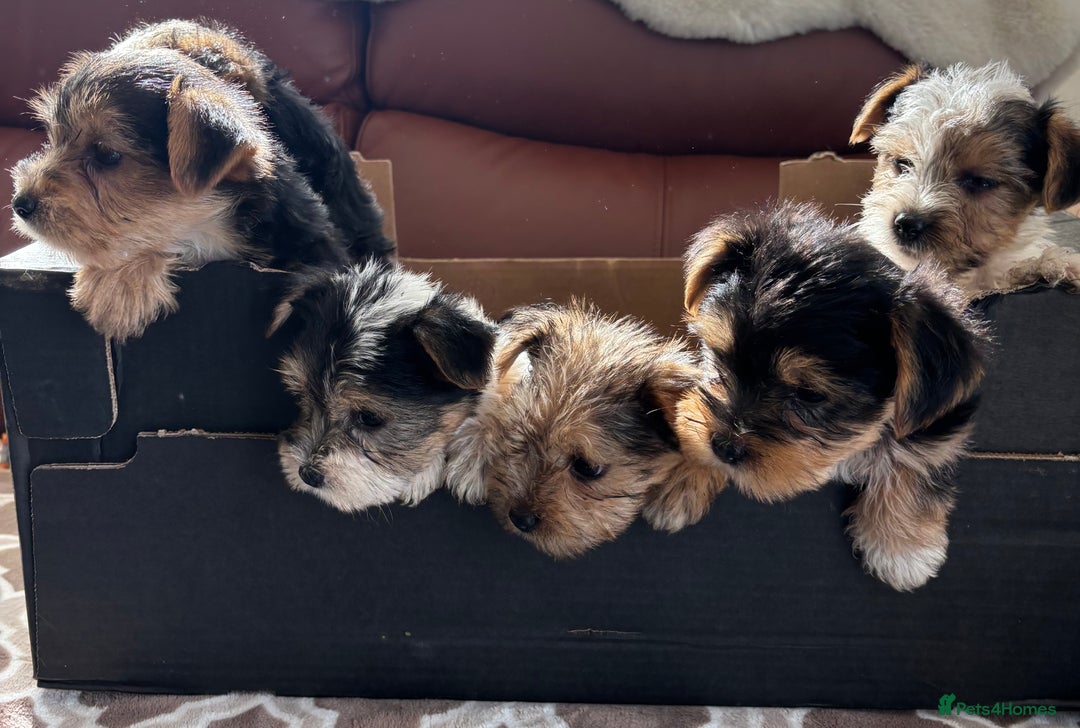Mixed Breed dogs for sale: Yorkshire terrier/Jack Russell - Image 12