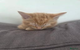 Mixed Breed cats for sale: 3 male gingers - Image 2