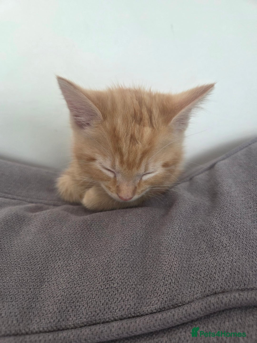 Mixed Breed cats for sale: 3 male gingers - Image 2