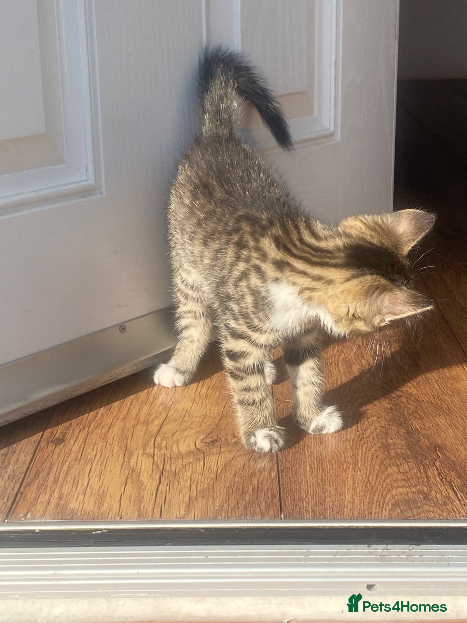 Mixed Breed cats Boy kitten - Advert 5