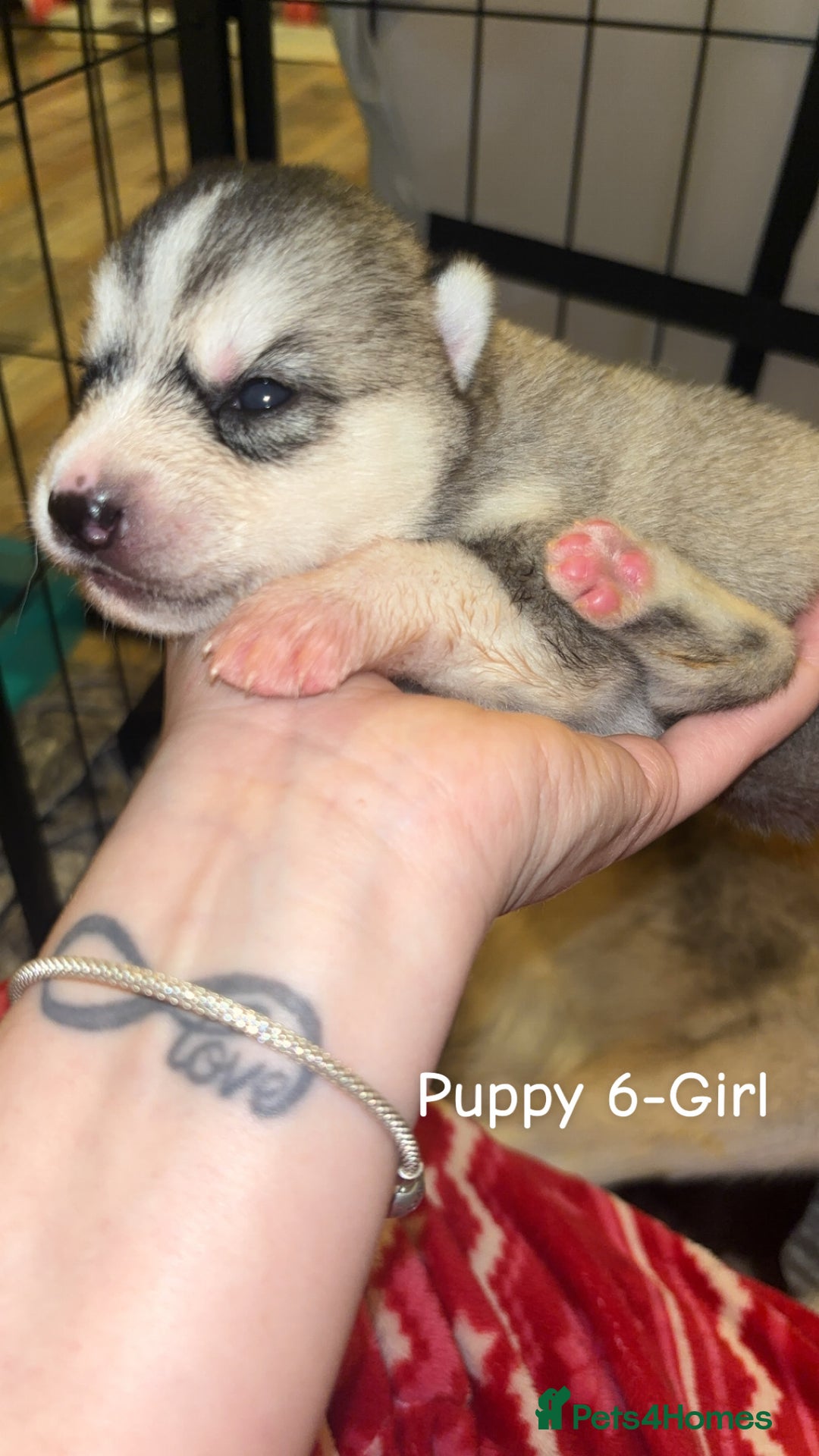 Siberian Husky dogs for sale: 6 Beautiful Siberian Husky’s ❤️ - Advert 28