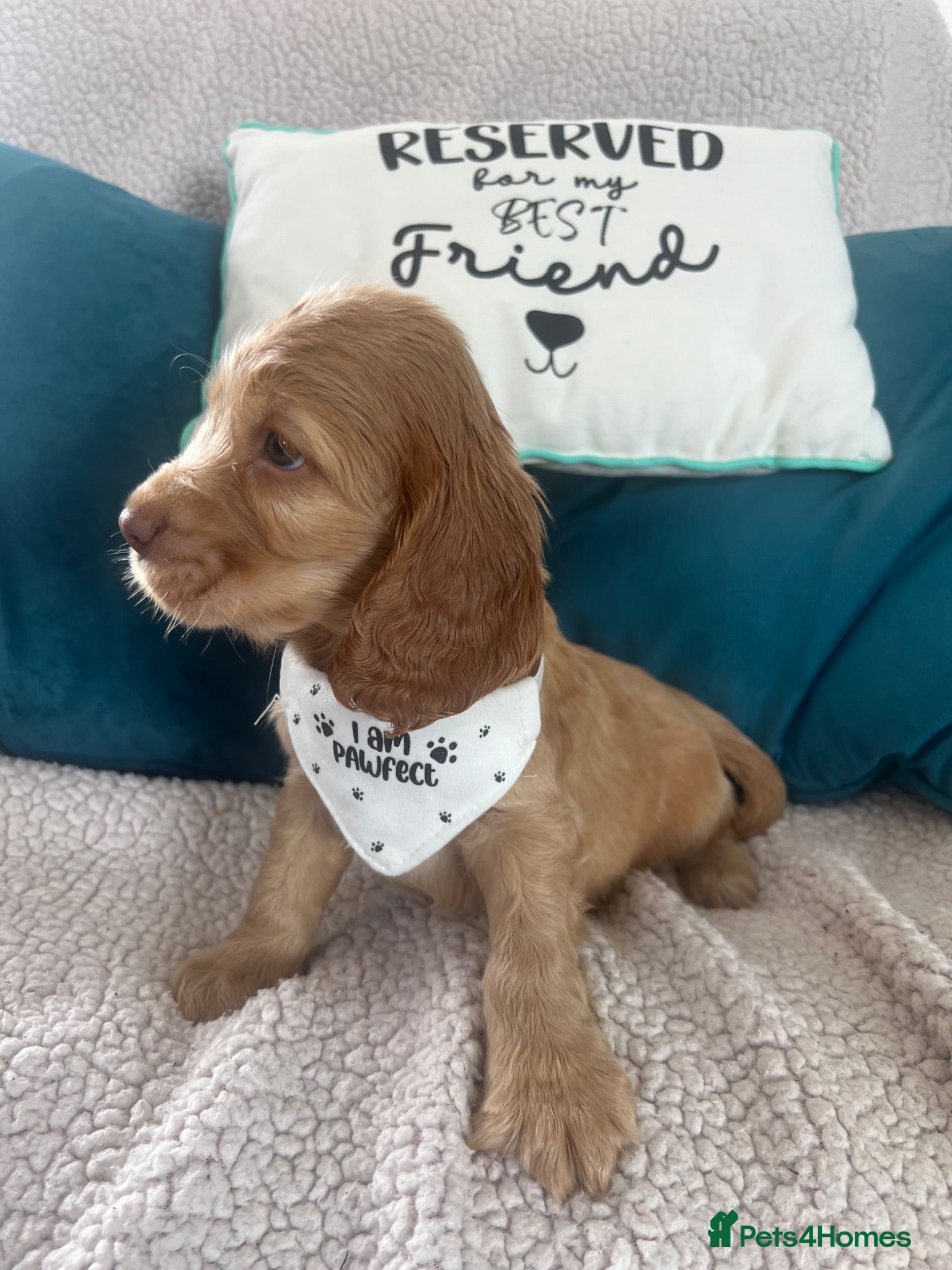 Cocker Spaniel dogs 🐶💙READY NOW💝🐶 show type KC health tested.   - Advert 2