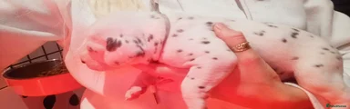 Dalmatian Puppy 5-grey boy