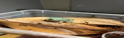 Frog reptiles for sale: Baby PAC Man frogs - Advert 1