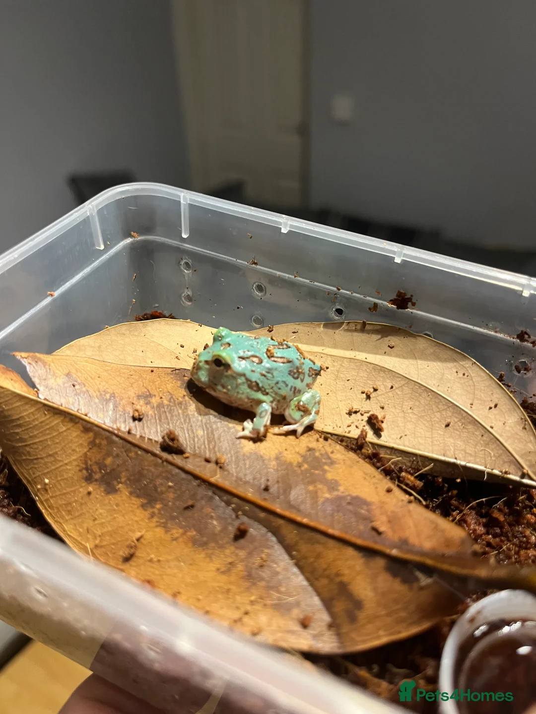 Frog reptiles for sale: Baby PAC Man frogs - Advert 1