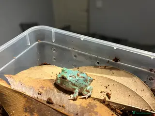 Frog reptiles Baby PAC Man frogs - Advert 7