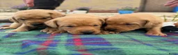 Labrador Retriever dogs for sale: Kc registered & fully health tested - Advert 3