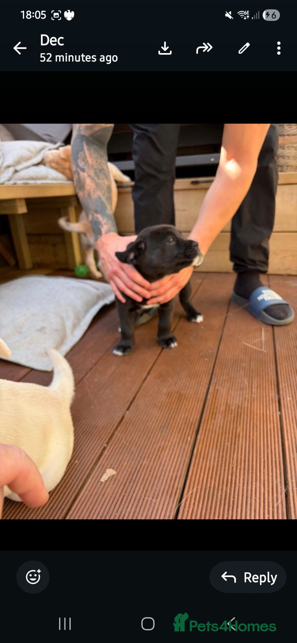 Mixed Breed dogs 12 Rare Cane corso x Chowski royal canin fed - Advert 2