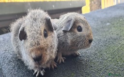Guinea Pig rodents for sale: Male guinea pigs - Image 20